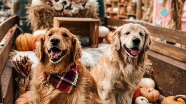 Two dogs on a truck bed with pumpkins all over it