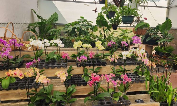A display of orchids in pots.