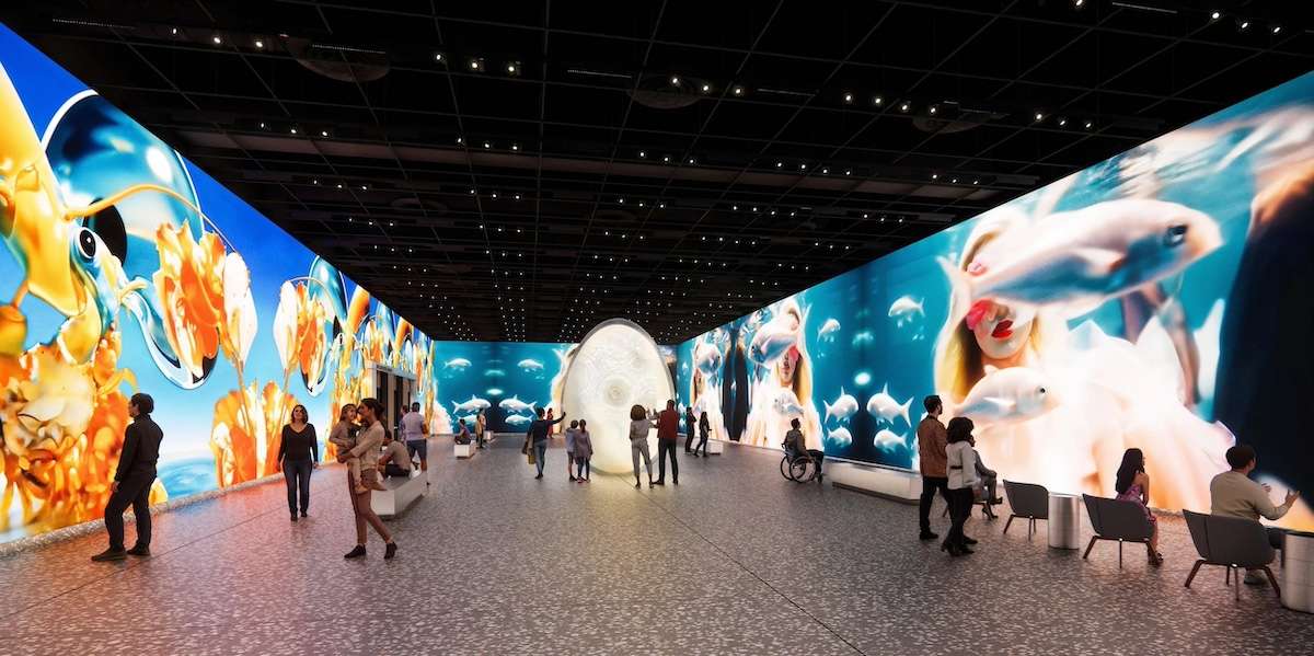 a gallery with three walls of fish and blue walls.