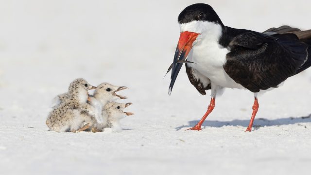 Black skimmer bird